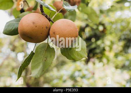 Organic Ripen Nashi Pears ready to pick in the himalayas,Gorkha Nepal Stock Photo