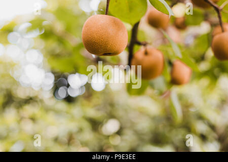 Organic Ripen Nashi Pears ready to pick in the himalayas,Gorkha Nepal Stock Photo