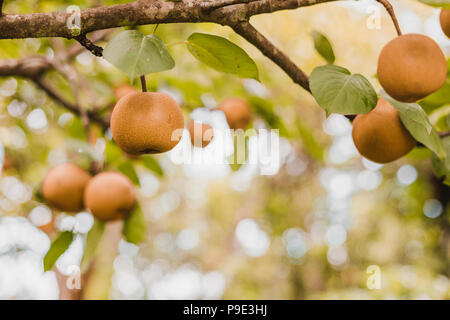 Organic Ripen Nashi Pears ready to pick in the himalayas,Gorkha Nepal Stock Photo