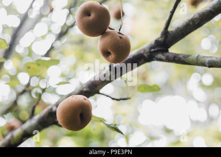 Organic Ripen Nashi Pears ready to pick in the himalayas,Gorkha Nepal Stock Photo