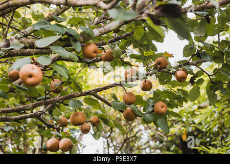 Organic Ripen Nashi Pears ready to pick in the himalayas,Gorkha Nepal Stock Photo