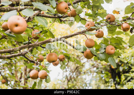 Organic Ripen Nashi Pears ready to pick in the himalayas,Gorkha Nepal Stock Photo