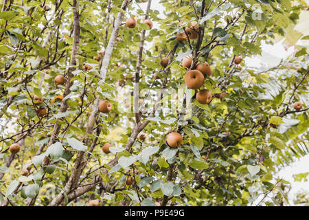 Organic Ripen Nashi Pears ready to pick in the himalayas,Gorkha Nepal Stock Photo