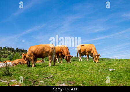 Cattle grazing alongside the GR11 long distance walk in the Pyrenees near to Mollo, Catalonia, Spain Stock Photo