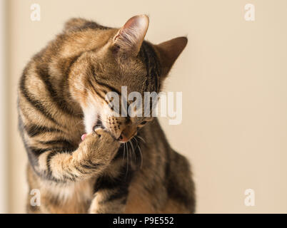 Beautiful feline cat licking himself at home. Domestic animal Stock Photo