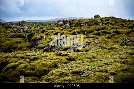 Icelandic lava field covered in moss Stock Photo