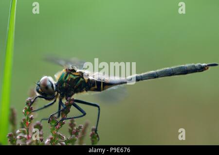 Black darter (Sympetrum danae) dragonfly in Glen Affric, Inverness-shire Stock Photo