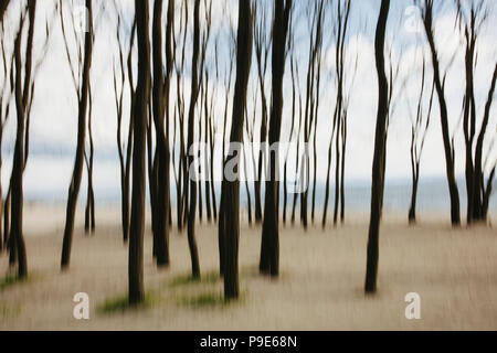 Blurred motion abstract of elm trees with beach and ocean in distance Stock Photo