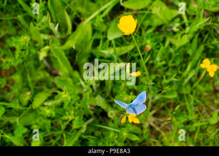Blue butterfly on yellow flower in a meadow, Pyrenees, Catalonia, Spain Stock Photo