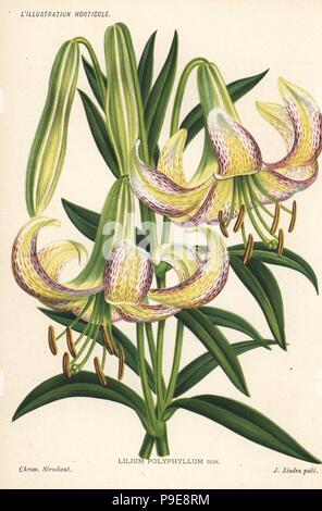 Lilium polyphyllum. Chromolithograph by Stroobant from Jean Linden's l'Illustration Horticole, Brussels, 1885. Stock Photo