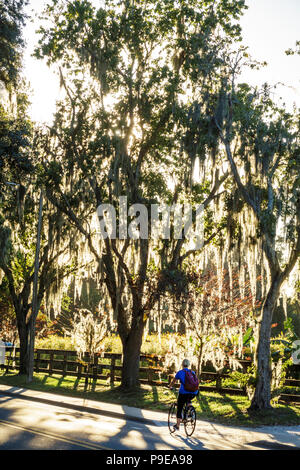 Gainesville Florida,University of Florida,campus,Museum Road,Spanish moss,student students boy boys,male kid kids child children youngster,teen teens Stock Photo