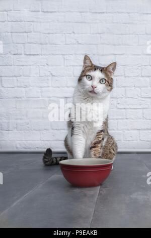 Red tabby domestic cat sitting on a wooden fence with backlighting ...