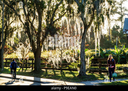 Gainesville Florida,University of Florida,campus,Museum Road,Spanish moss,student students education pupil pupils,lane,back light,girl girls,female ki Stock Photo