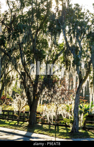 Gainesville Florida,University of Florida,campus,Museum Road,Spanish moss,back lighting lit,FL171028036 Stock Photo