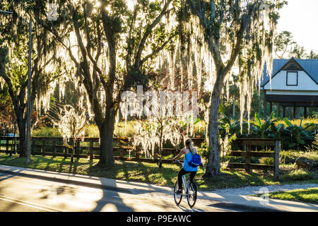 Gainesville Florida,University of Florida,campus,Museum Road,Spanish moss-covered tree,student students girl girls,female kid kids child children youn Stock Photo