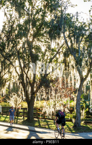 Gainesville Florida,University of Florida,campus,Museum Road,Spanish moss,student students education pupil pupils,cycling bicycle bicycles bicycling r Stock Photo