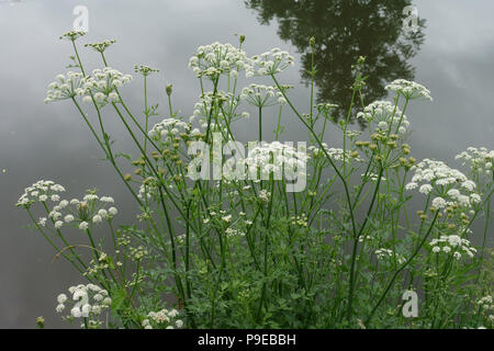 Cowbane, Cicuta virosa, white poisonous flowering plants beside the Kennet and Avon Canal, Berkshire, June Stock Photo