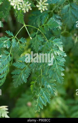 Hemlock, Conium maculatum, delicate Apiaceae leaves on large poisonous plant, Devon, July Stock Photo