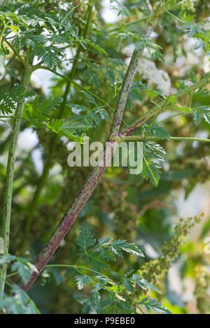 Purple spotted stems characteristic of hemlock, Conium maculatum, hollow and poisonous, Devon, July Stock Photo