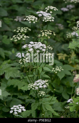 Ground elder, goutweed or bishop's weed, Aegopodium podagraria, flowering plants Stock Photo