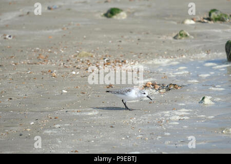 East Preston beach, UK. Solitary Sanderling searching for food on beach at low tide. Stock Photo