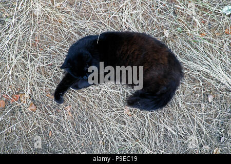 Black Norwegian Forest cat lying asleep on a bed of long dry parched grass in the 2018 summer heatwave in Carmarthenshire Wales UK  KATHY DEWITT Stock Photo