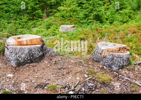 Dead and felled trees attacked by a bark beetle in a forest near the Plesne lake in the Sumava National Park (Bohemian Forest)