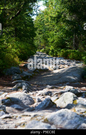 Path with stones between the bushes in the forest, close-up. Stony road in the wood among greenery. Piece of wild nature, scenic landscape. Stock Photo