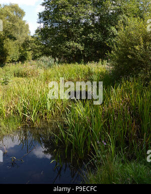 Scenic view of the Barry Sidings Country Park near the town of Porth in the Rhondda Valley Stock Photo