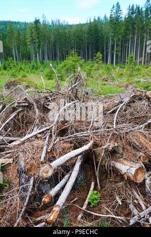 Dead and felled trees attacked by a bark beetle in a forest near the Plesne lake in the Sumava National Park (Bohemian Forest)