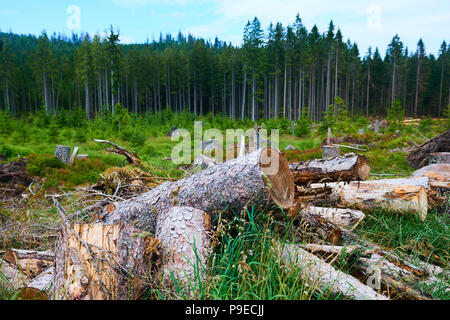 Dead and felled trees attacked by a bark beetle in a forest near the Plesne lake in the Sumava National Park (Bohemian Forest) Stock Photo