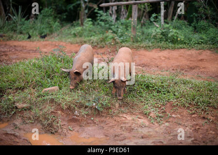 Pigs feeding on a coffee farm in Viñales, Cuba. Stock Photo