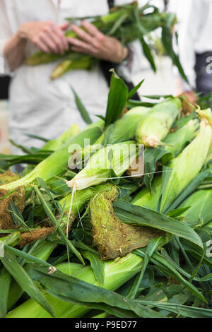 Fresh corn in husks with person holding several cobs Stock Photo