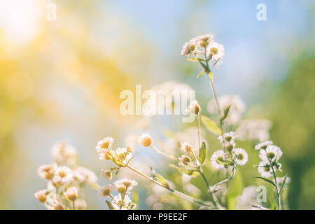 Beautiful daisy flowers spring nature outdoors against blue sky and sun rays, macro, soft focus. Magic colorful artistic image Stock Photo
