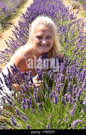 Woman amongst the Lavender plants at a Lavender Fields Open Day, Selborne, Hampshire, UK. Stock Photo