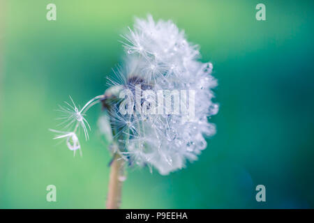 Isolated dandelion with dew on blue sky background. Close-up of dewdrop on the head of dandelion. Purity and blooming. Artistic flowers nature macro Stock Photo