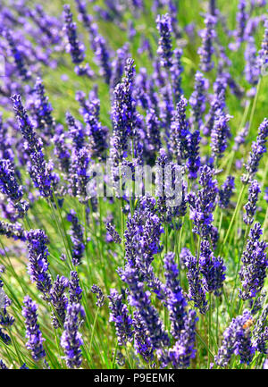 Lavender plants in field at a Lavender fields Open Day, Selborne, Hampshire, UK. Sunday 15 July 2018. Stock Photo