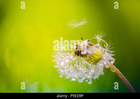 Isolated dandelion with dew on blue sky background. Close-up of dewdrop on the head of dandelion. Purity and blooming. Artistic flowers nature macro Stock Photo