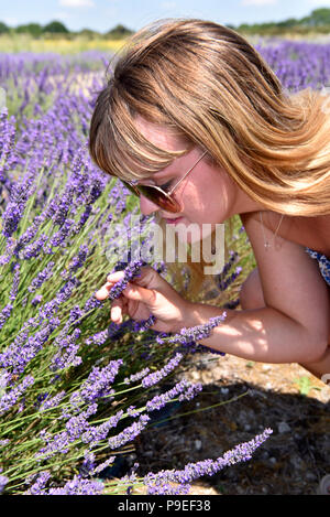 21 year old woman experiencing the scent of Lavender at a Lavender  fields Open Day, Selborne, Hampshire, UK. Sunday 15 July 2018. Stock Photo