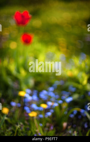 Red tulips in a garden on a background of blue and yellow spots on a sunny day. Blurry Stock Photo
