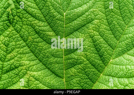Close-up of the section of a large deep green leaf with strong veins, as background or texture, abstract Stock Photo