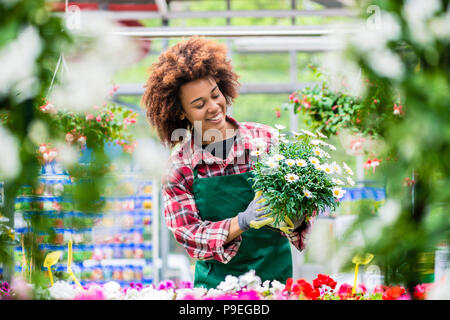 Florist smiling while holding a beautiful potted daisy flower plant Stock Photo