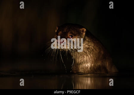 Eurasian River Otter - Lutra lutra, freswater nocturnal carnivores from European rivers. Stock Photo