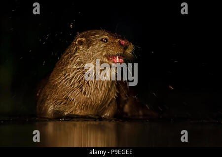 Eurasian River Otter - Lutra lutra, freswater nocturnal carnivores from European rivers. Stock Photo