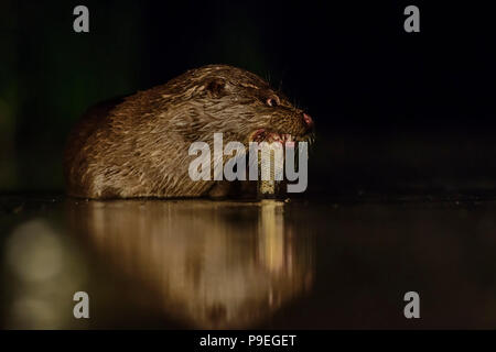 Eurasian River Otter - Lutra lutra, freswater nocturnal carnivores from European rivers. Stock Photo
