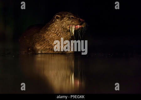 Eurasian River Otter - Lutra lutra, freswater nocturnal carnivores from European rivers. Stock Photo