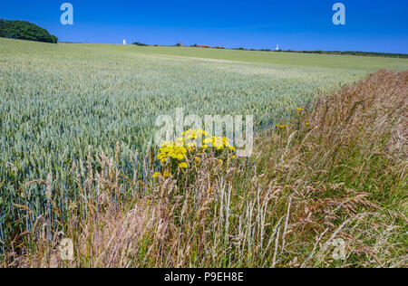 Fields of ripening crops with yellow ragweed plant and summer weather at Flamborough Head, Easy Yorkshire Stock Photo
