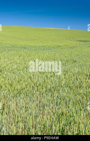 Fields of ripening crops with solitary thistle plant and summer weather at Flamborough Head, Easy Yorkshire Stock Photo