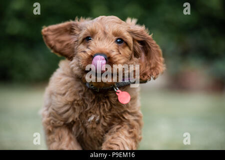 A young red Cockapoo puppy being playful in its owners garden in its owners garden Stock Photo