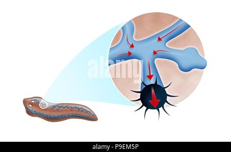 Planaria excretory system. Stock Photo